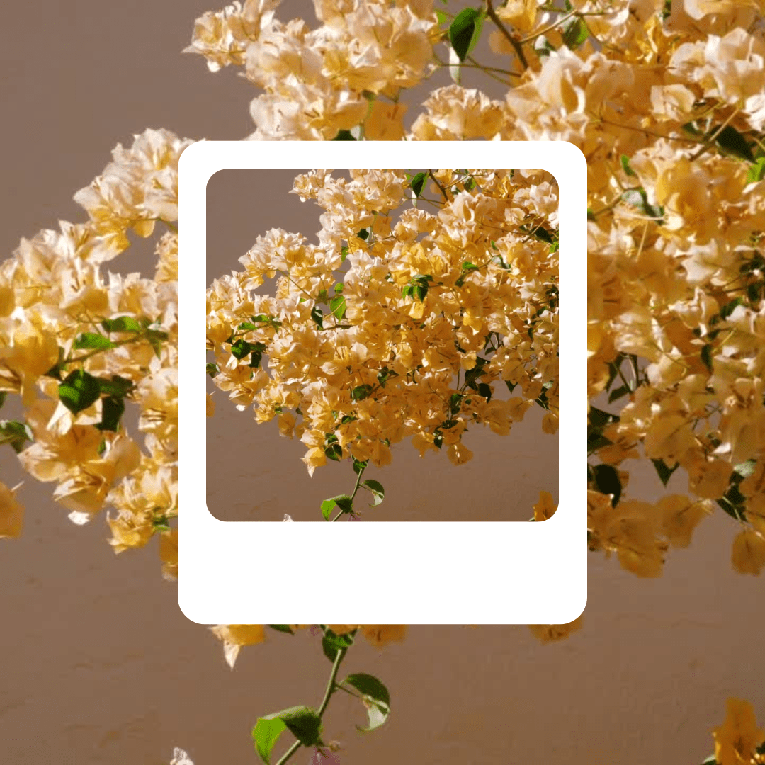 Yellow spring flowers in golden tones against a neutral background with green leaves
